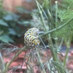 black swallow caterpillar