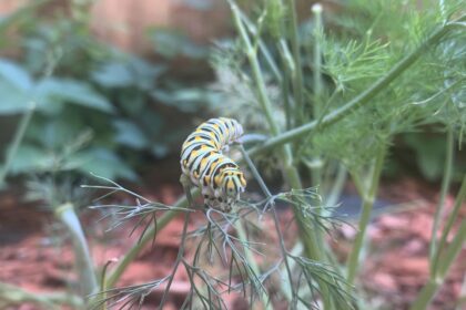 black swallow caterpillar