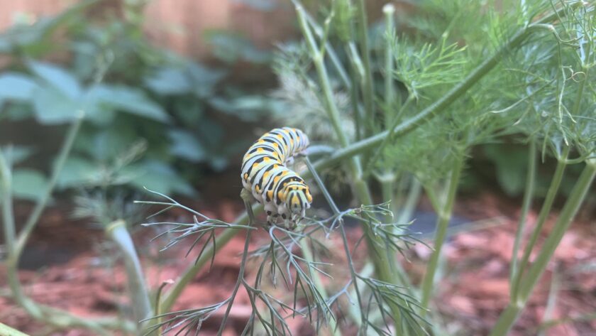 black swallow caterpillar