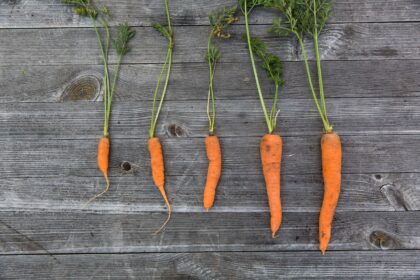 just another carrot