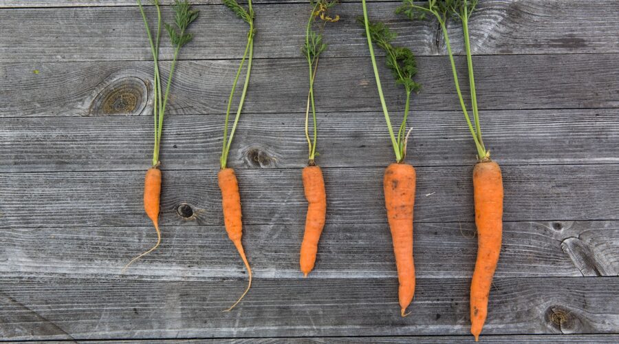 just another carrot