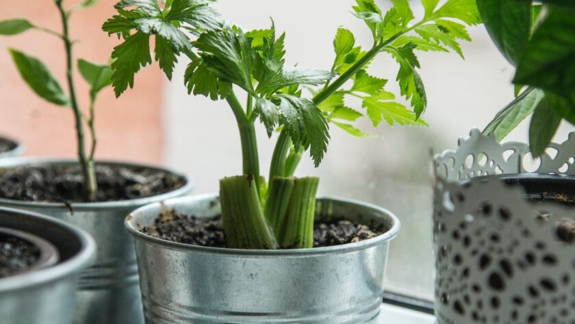 celery growing from cutting