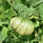 big beef green tomato