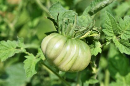 big beef green tomato