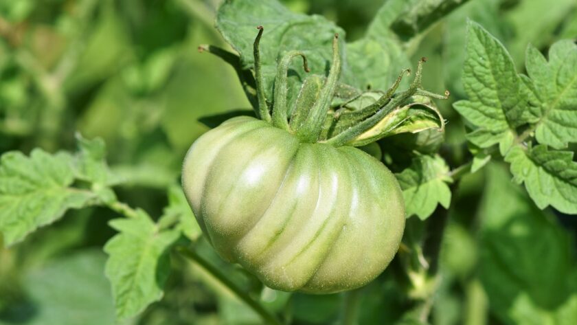 big beef green tomato