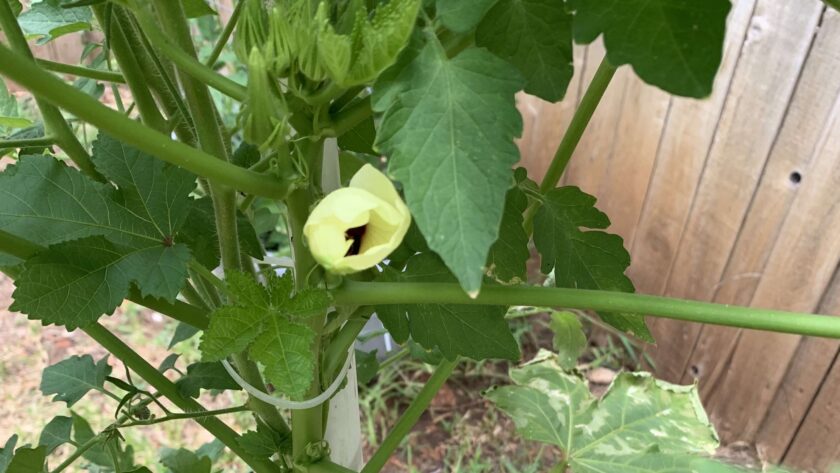 okra