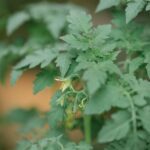 tomato growing