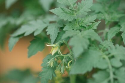 tomato growing