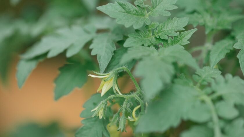 tomato growing