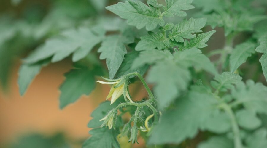 tomato growing