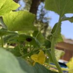 bush cucumber with lady bug under leaf