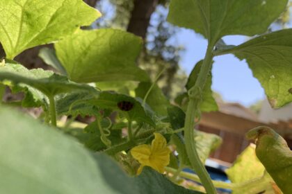 bush cucumber with lady bug under leaf