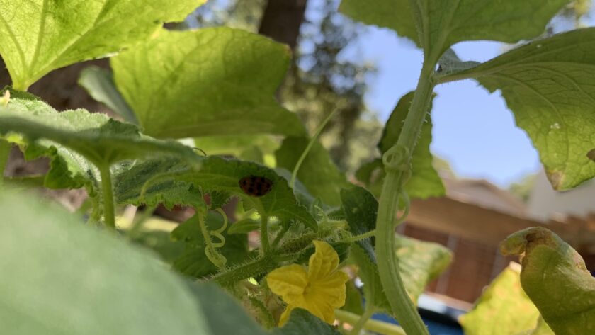 bush cucumber with lady bug under leaf