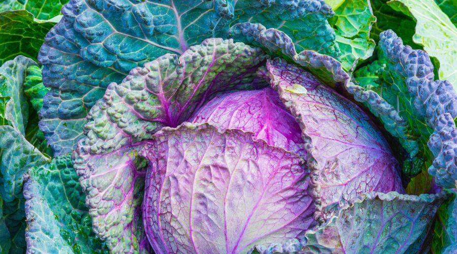 cabbage shade