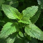 Lemon Balm Texas