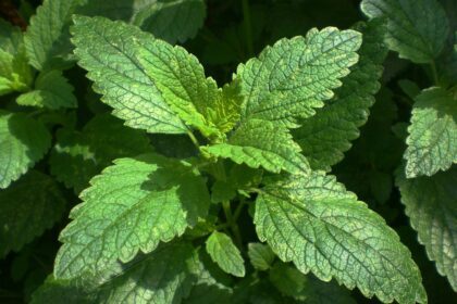 Lemon Balm Texas