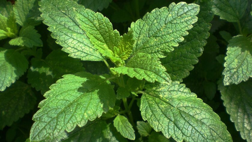 Lemon Balm Texas