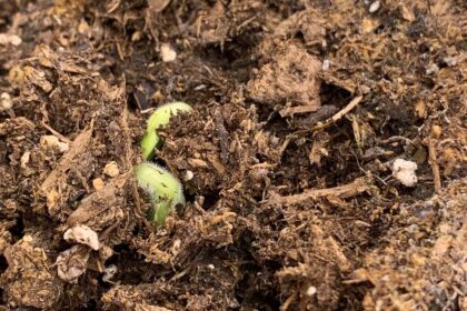 little sprout