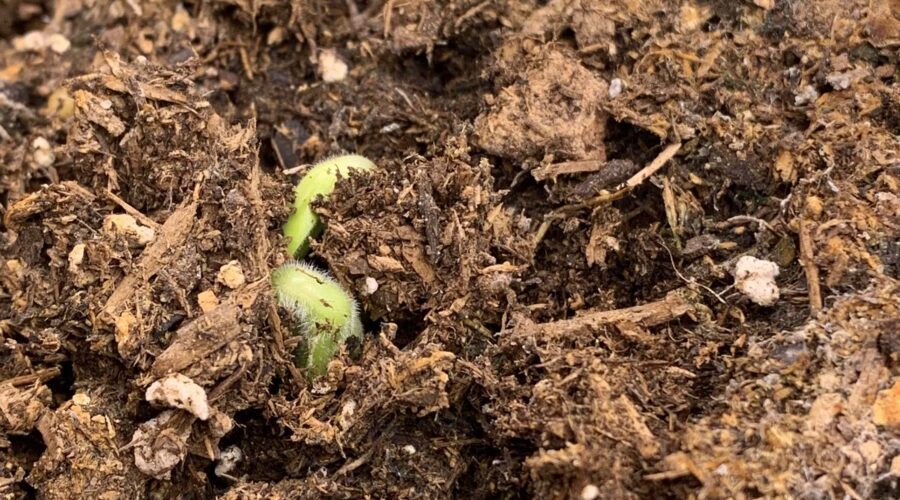 little sprout