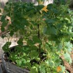 pumpkin in raised bed