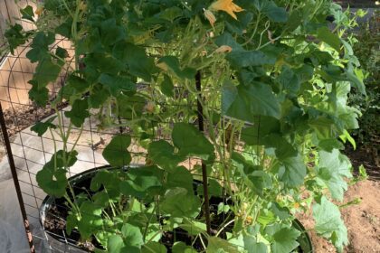 pumpkin in raised bed