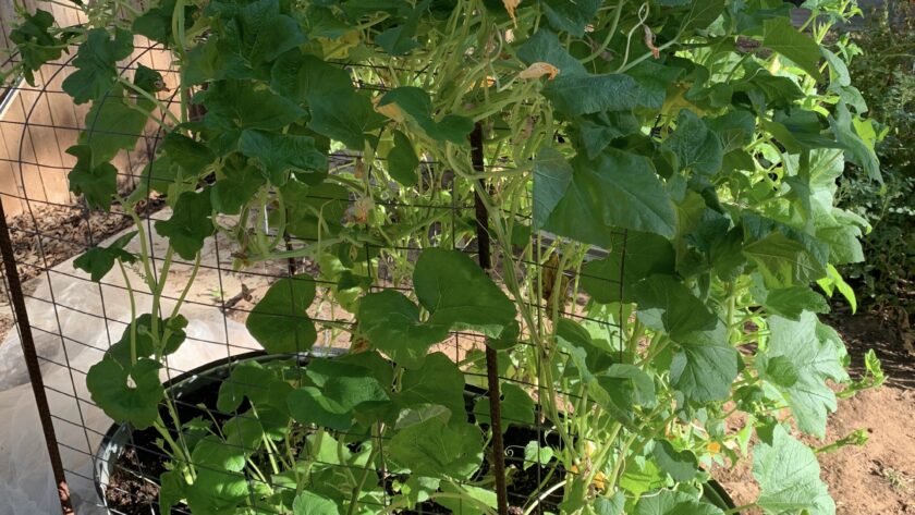 pumpkin in raised bed