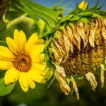 sunflower wilting in the sun