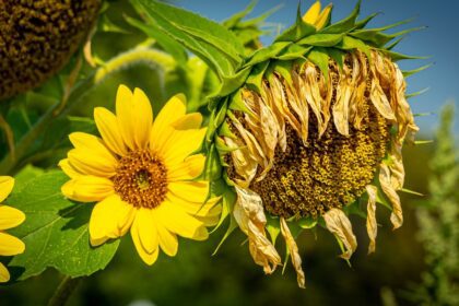 sunflower wilting in the sun