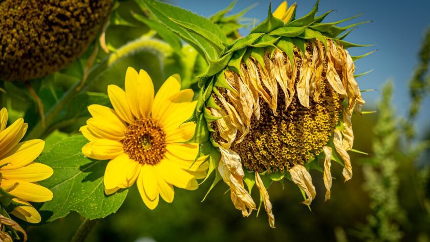 sunflower wilting in the sun