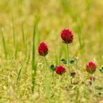 crimson clover