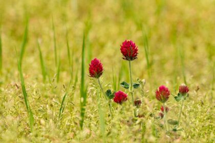 crimson clover
