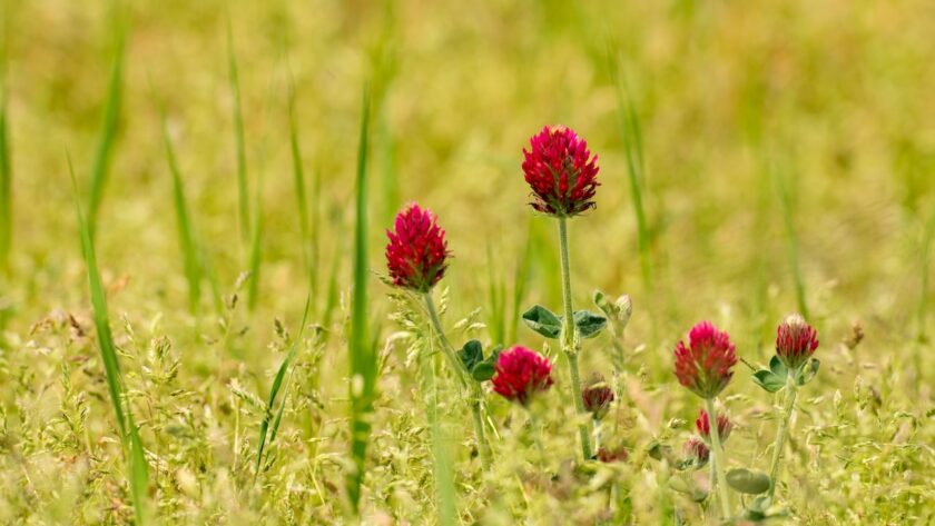 crimson clover