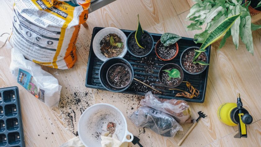 indoor planting with vegetables and herbs