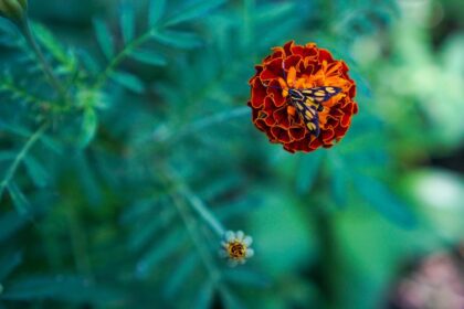marigold butterfly