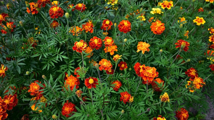 marigold backstory