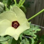 okra flowering