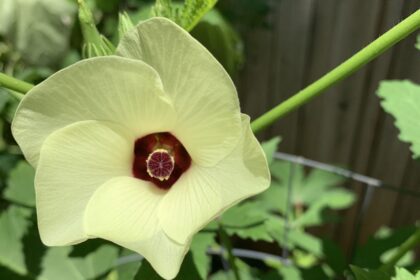 okra flowering