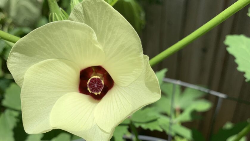 okra flowering