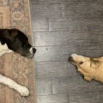 safe for puppys garden