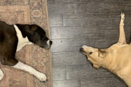 safe for puppys garden