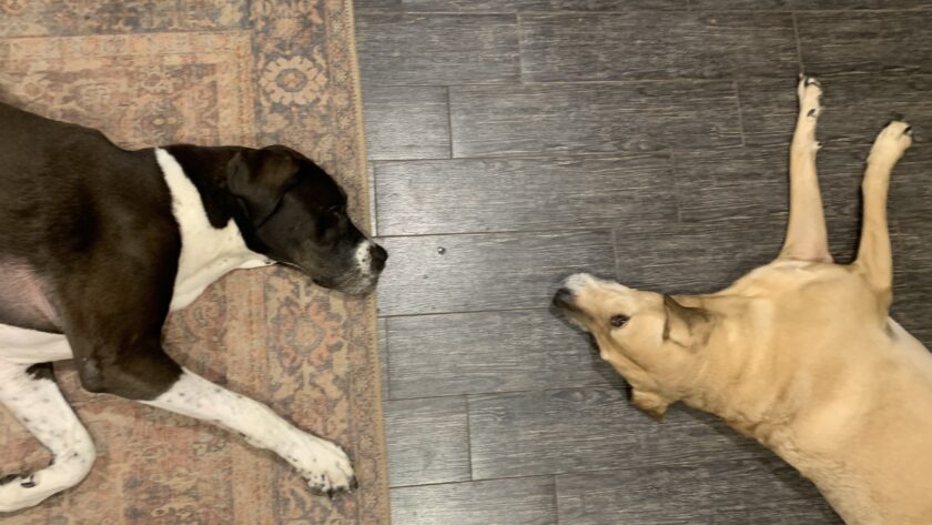 safe for puppys garden