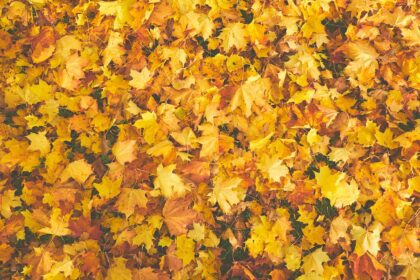 getting your fall winter garden ready