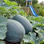 black diamond watermelon garden summer next to playground