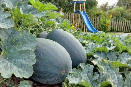black diamond watermelon garden summer next to playground