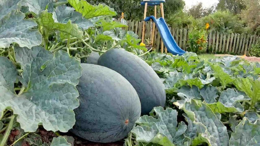 black diamond watermelon garden summer next to playground