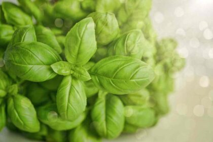 basil growing strong