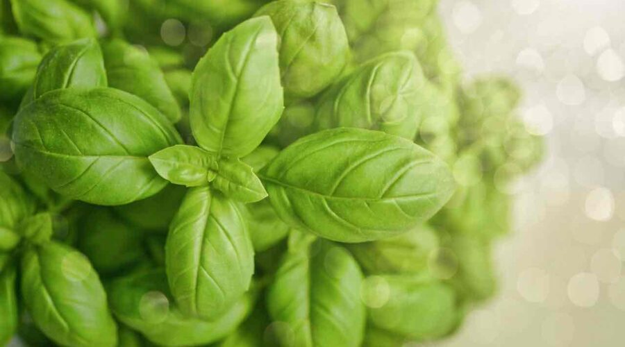 basil growing strong