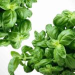 basil on a white background