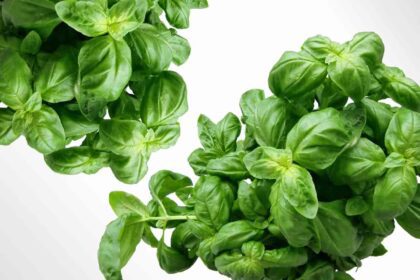 basil on a white background