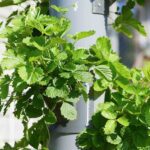 hydroponic setups